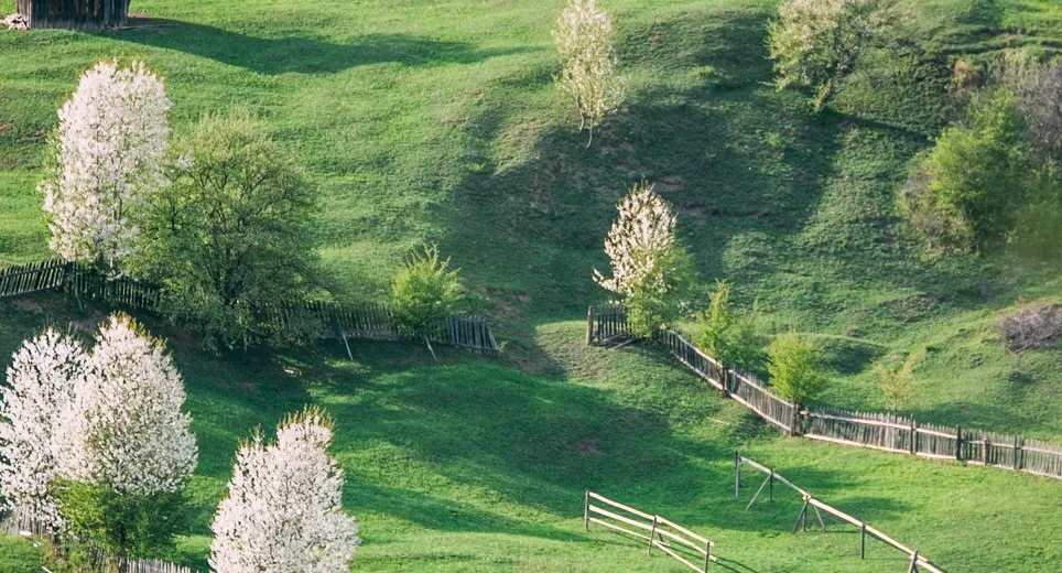 Suceava