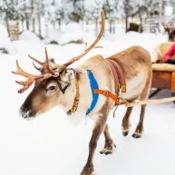Ivalo