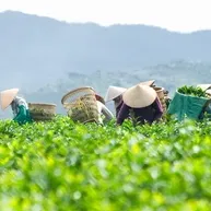 Da Lat